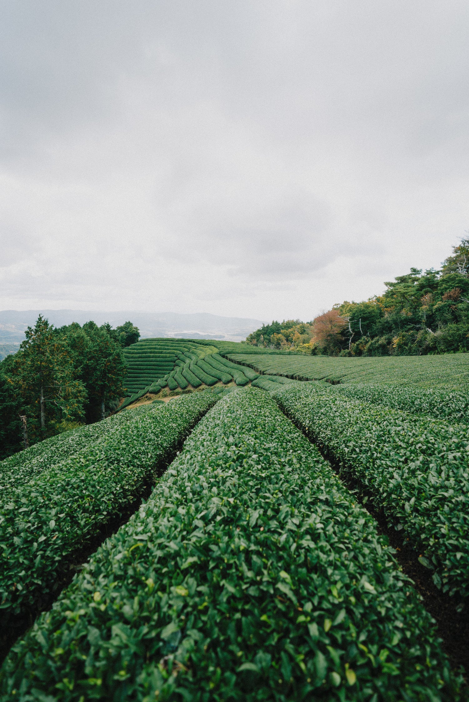 Lush green plants growing in neat rows on rolling hills, representing sustainable and eco-friendly farming