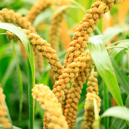 Buy Foxtail Millet Online – High Fiber & Low GI Siridhanya Millet